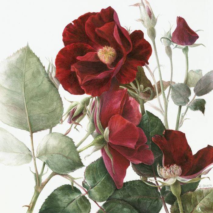 watercolor watercolor