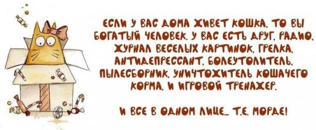 Цитата если у вас дома есть кот Цитата если у вас дома есть кот