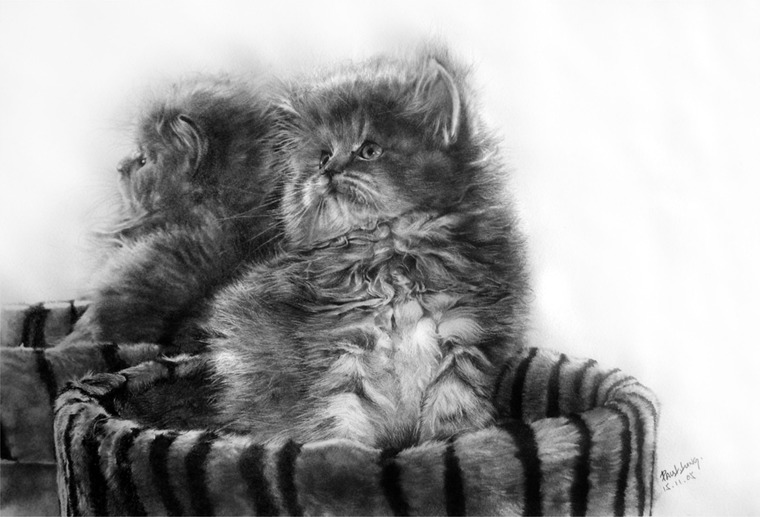 кошки