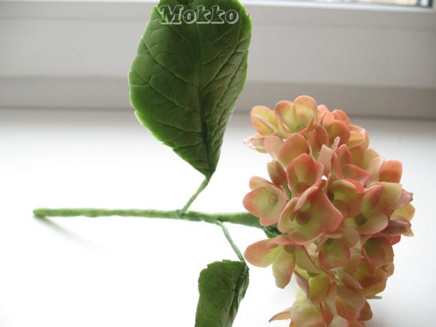 красивый цветок гортензии мк