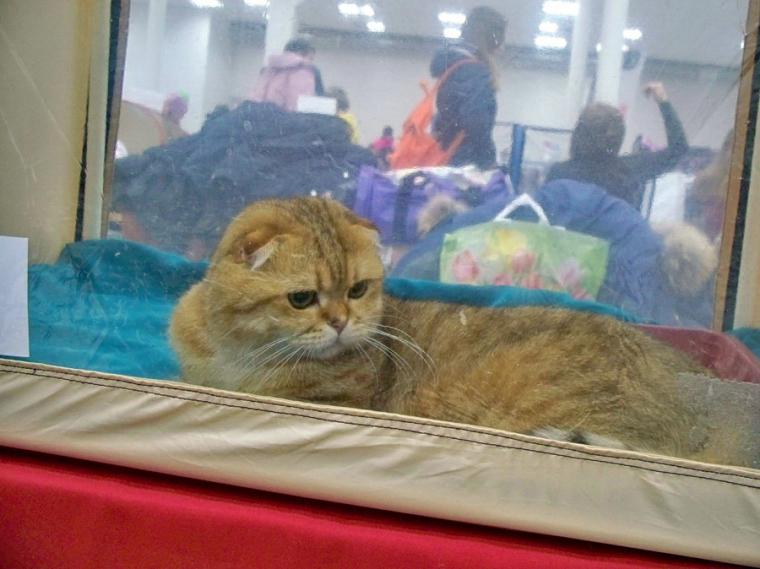 О жизни: Флудилка: Выставка кошек