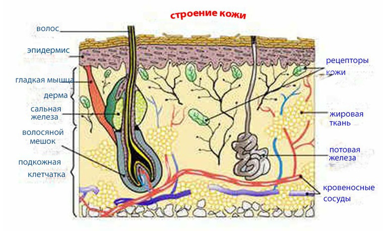 Части строения кожи Части строения кожи