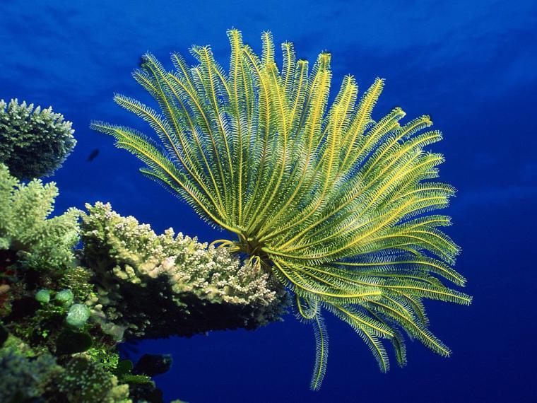 Удивительный мир кораллового рифа, близ берегов Австралии, фото № 20