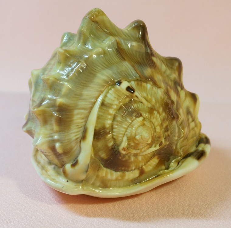 Ракушки с кубы