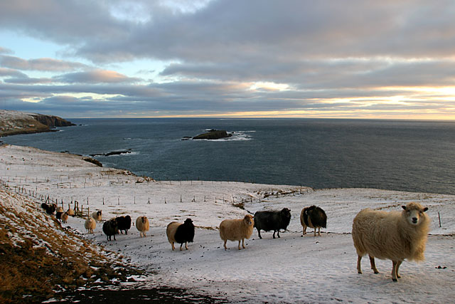 Faroe Adaları'ndan bir Danimarka şalının güzelliği ve konforu, fotoğraf No. 9