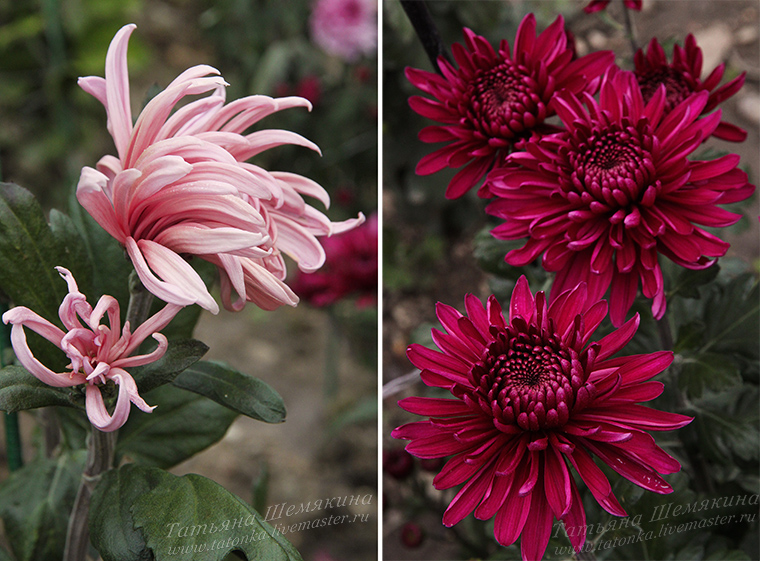 Питомник декоративных растений Сад Александра Романова