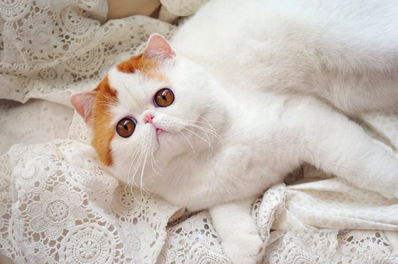 Снупи кот