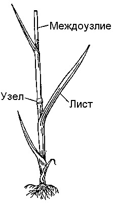 Стебель пшеницы. Стебель пшеницы Соломина. Междоузлие у растений пшеницы. Пшеница стебель междоузлия. Строение стебля пшеницы рисунок.