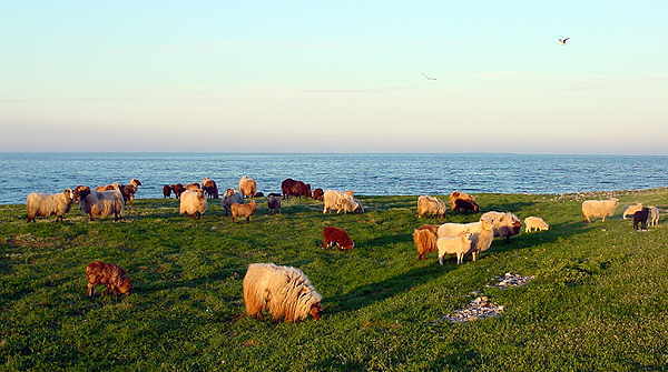 Faroe Adaları'ndan bir Danimarka şalının güzelliği ve konforu, fotoğraf No. 5