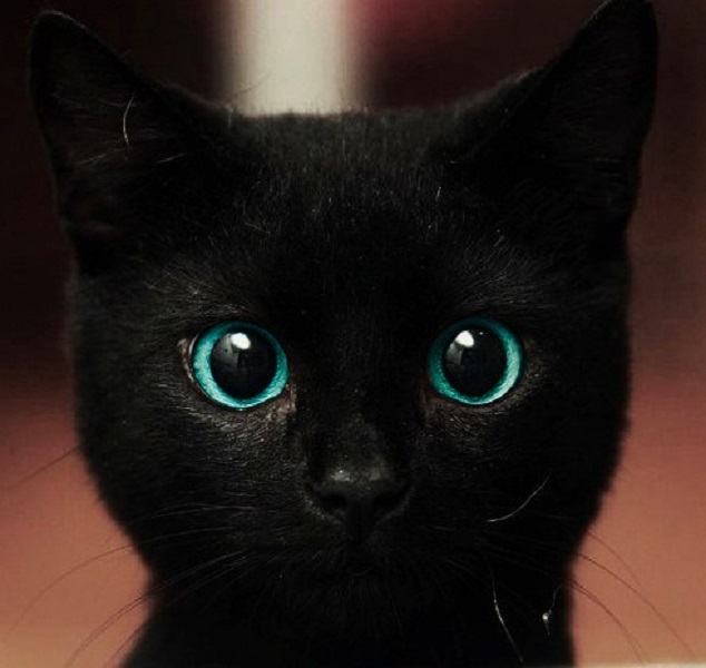 Черные котики