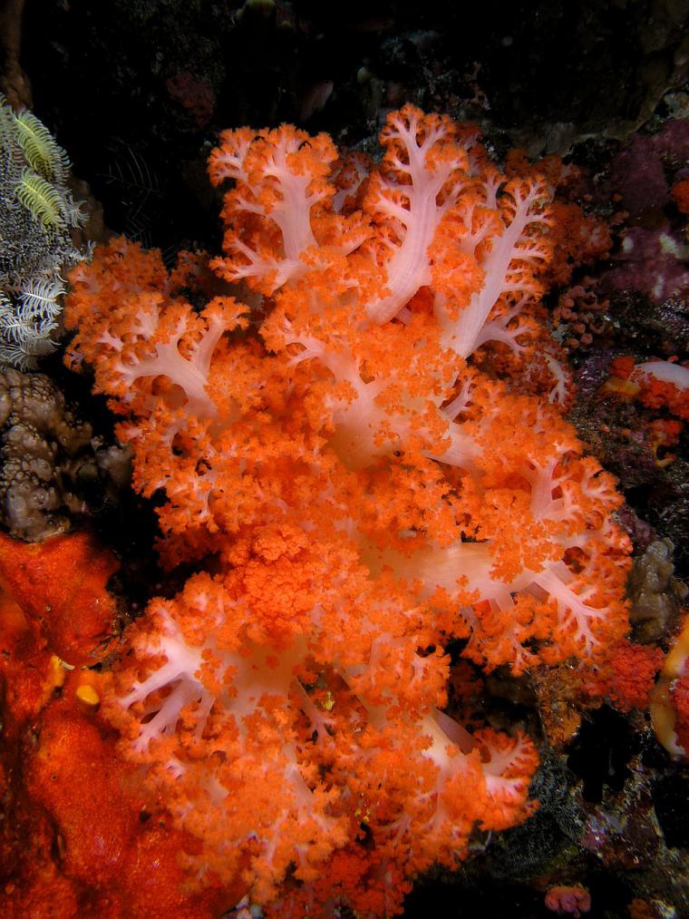 Удивительный мир кораллового рифа, близ берегов Австралии, фото № 12
