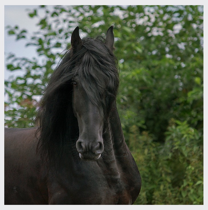 Черные жемчужины, или Лошади фризской породы, фото № 12