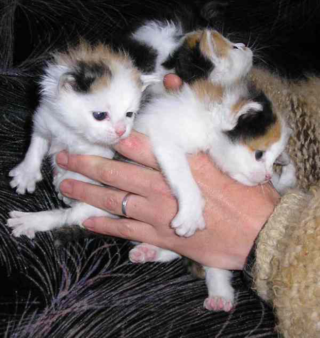 У каких кошек рождаются трехцветные котята. Трехцветный котенок. Месячные котята трехцветные. Трехцветный котенок новорожденный. Новорожденные котята трехцветные.