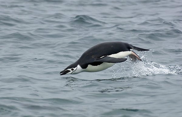 20 интересных фактов о пингвинах, фото № 6