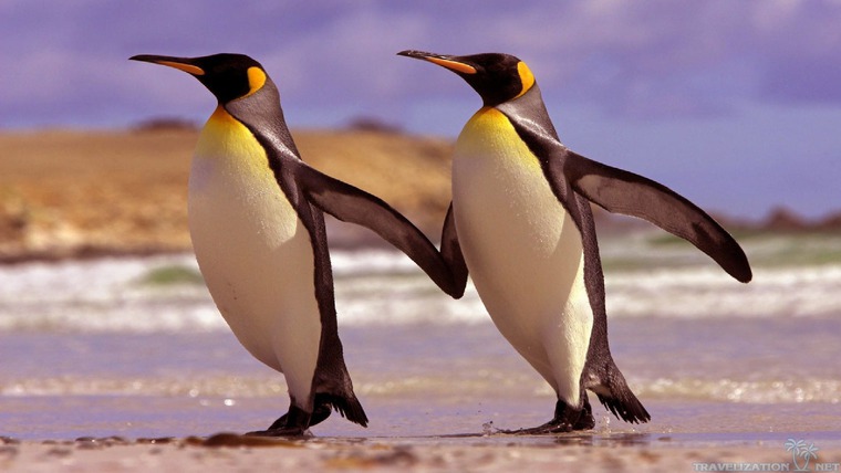 20 интересных фактов о пингвинах, фото № 14
