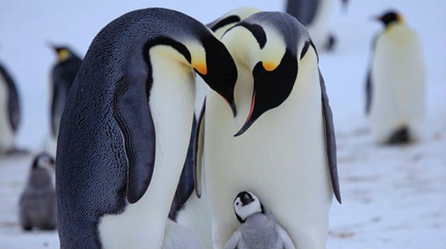 20 интересных фактов о пингвинах, фото № 13