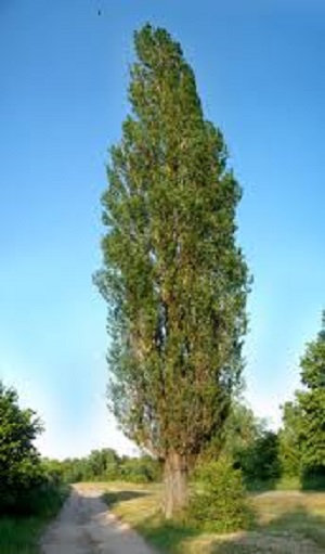 кипарис кипарис