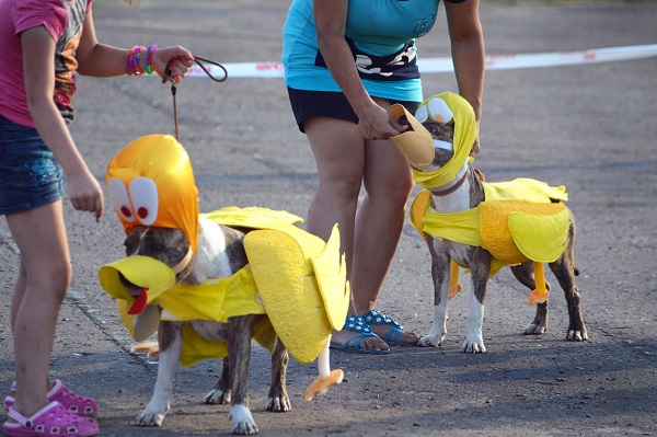 Карнавальный костюм собаки для мальчика
