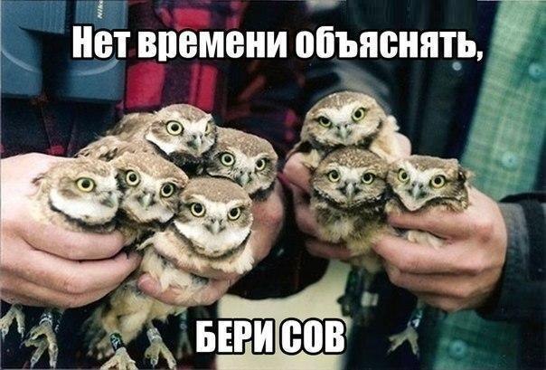 шапка сова шапка сова
