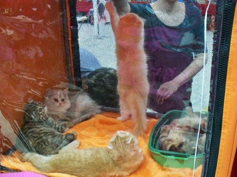 О жизни: Флудилка: Выставка кошек