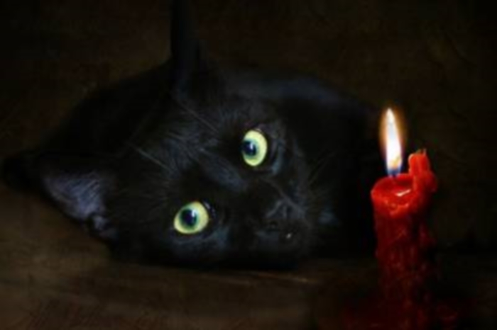 Новогодний Черный Кот Новогодний Черный Кот