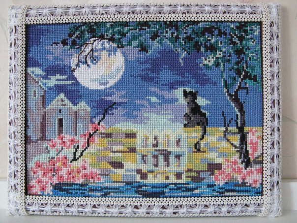 красота, кот красота, кот