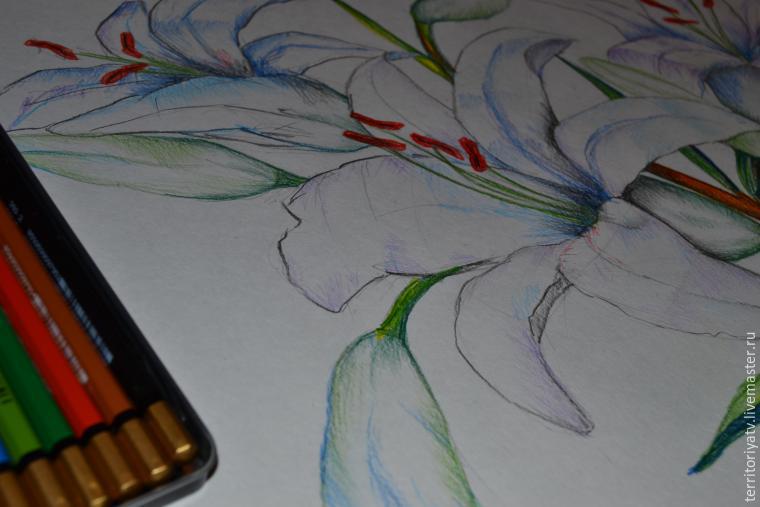 Лилии — поэтапная инструкция рисования карандашом