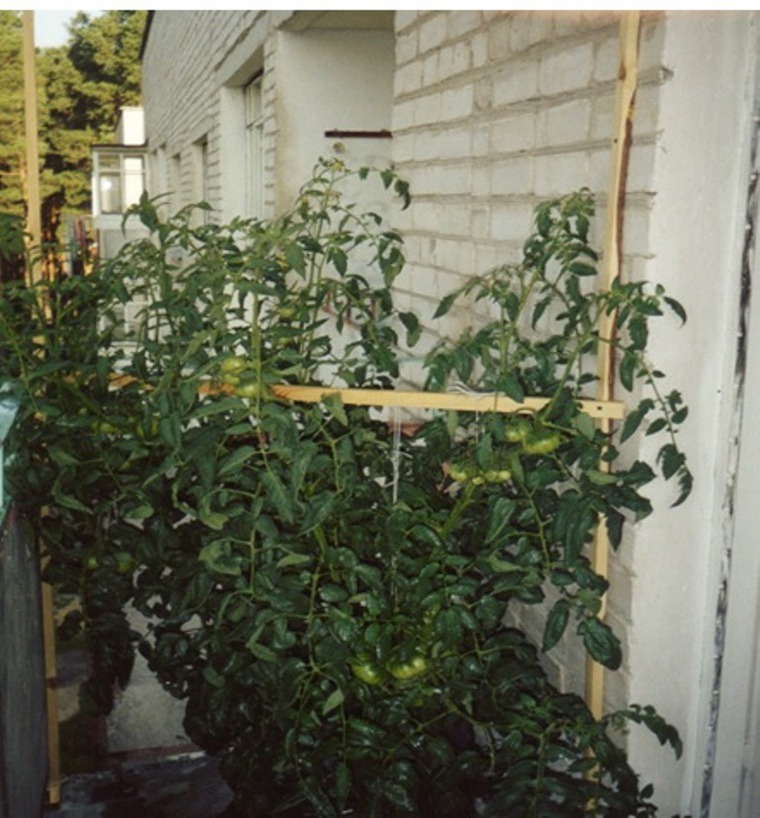 Помидоры Какие сорта можно выращивать на балконе?