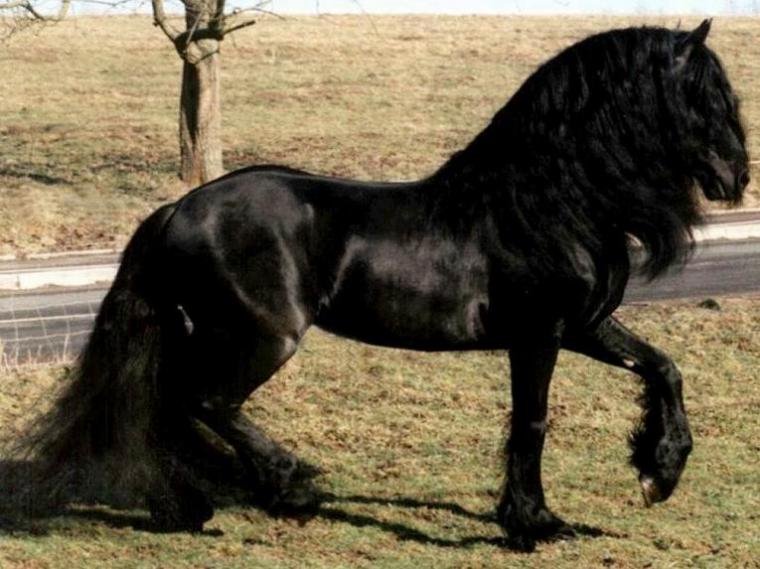Черные жемчужины, или Лошади фризской породы, фото № 11