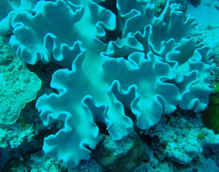 Удивительный мир кораллового рифа, близ берегов Австралии, фото № 6