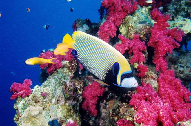 Удивительный мир кораллового рифа, близ берегов Австралии, фото № 23