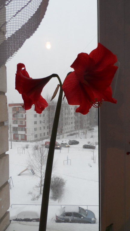 цветы цветы