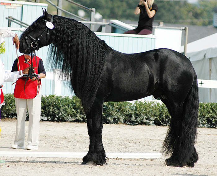 Черные жемчужины, или Лошади фризской породы, фото № 10