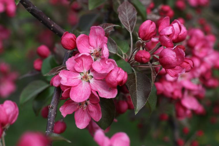 Яблоня цветет красными цветами что за сорт фото