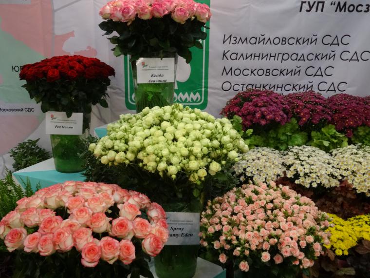 Ульяновский совхоз декоративного садоводства. Ульяновский совхоз декоративного садоводства. Ульяновский совхоз декоративного садоводства сайт. Цветы ульяновский совхоз. Цветочная база московский рассказовка.