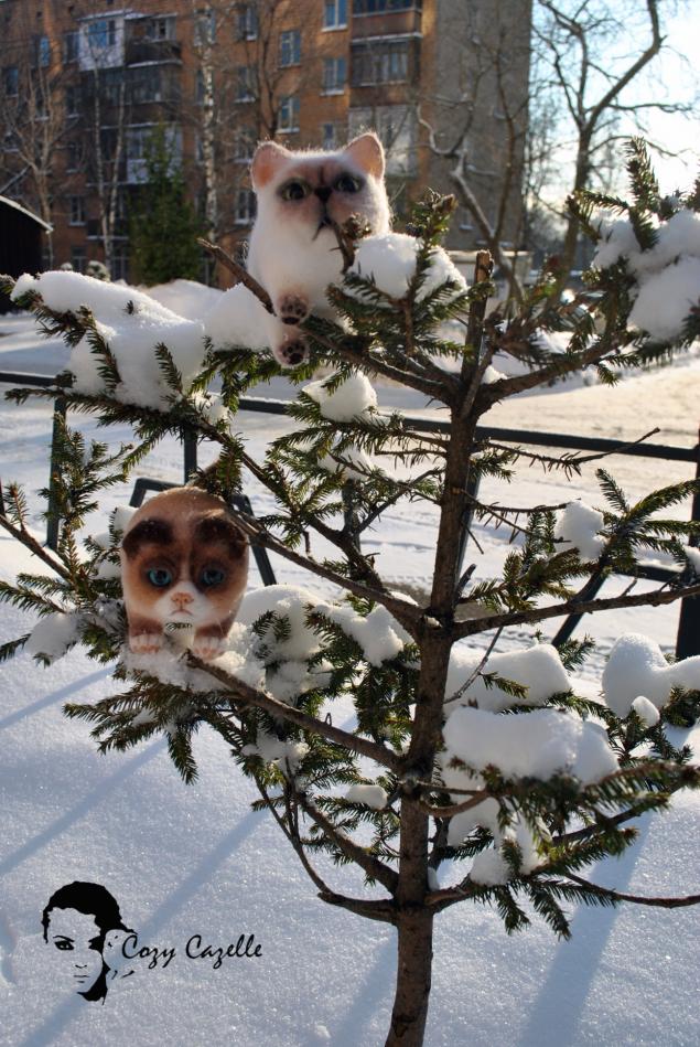 шаровые коты шаровые коты
