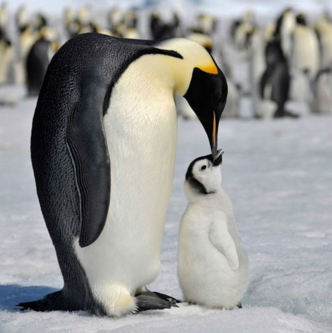 20 интересных фактов о пингвинах, фото № 15
