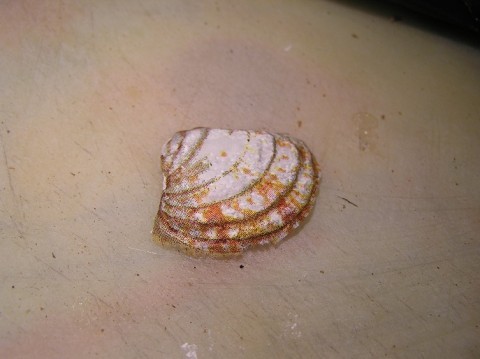 Пробковая подложка в декорировании предметов, фото № 10