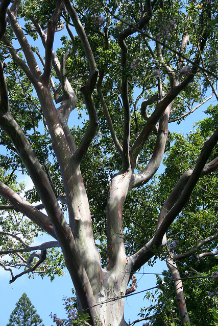 Как выглядит эвкалипт фото дерева и листьев