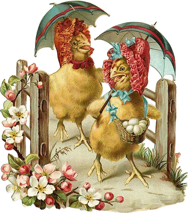 Открытки с курицами