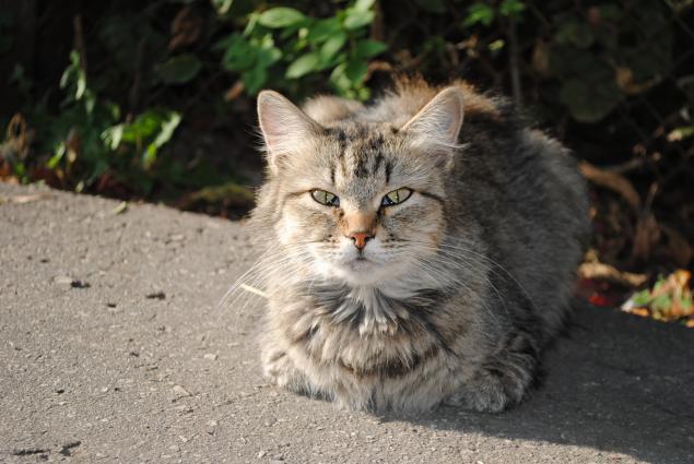 Работа в фотошоп-солнечный кот, фото № 1