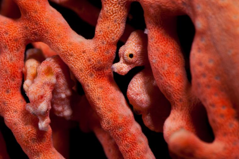 Удивительный мир кораллового рифа, близ берегов Австралии, фото № 17