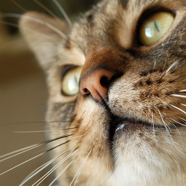 кошачий взгляд кошачий взгляд