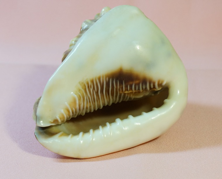 Ракушки с кубы