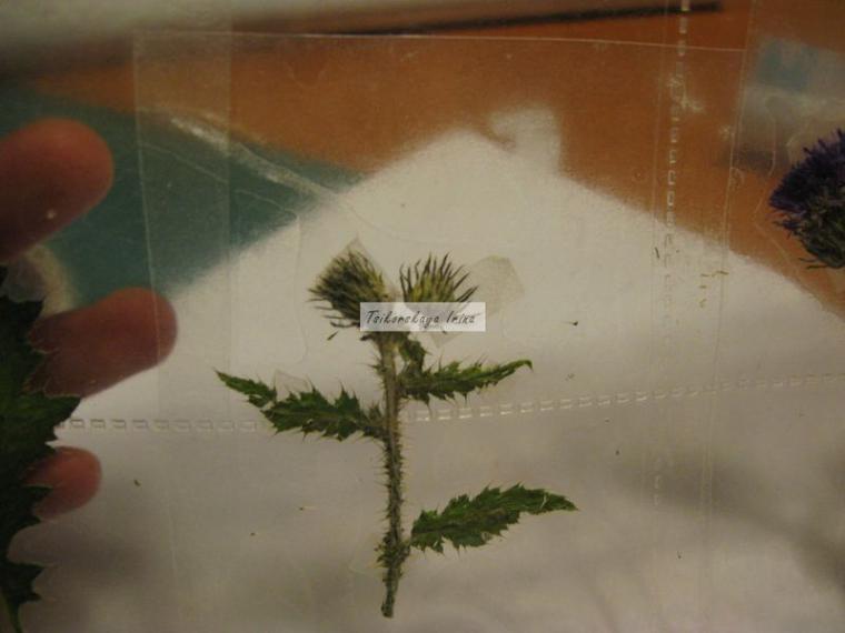 Как делать гербарий из листьев фото с бумагой