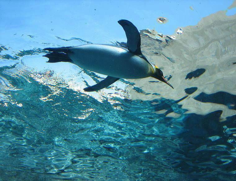 20 интересных фактов о пингвинах, фото № 9