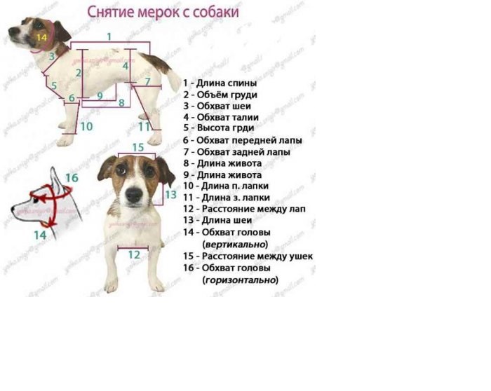 Бордовый свитерок для собаки – видео мастер-класс