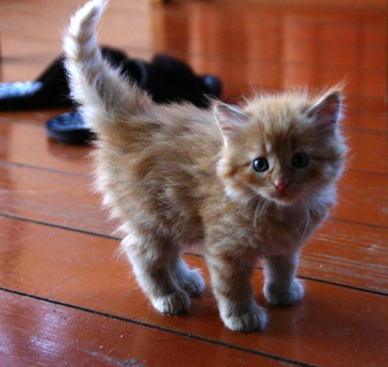 среднего котенка. табби макрель. среднего котенка. маленькая кошечка. маленькие котятки.