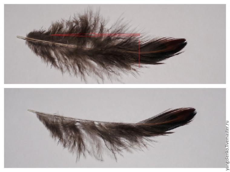 Наперивание (подперивание) у птиц — как отремонтировать перо? | VK
