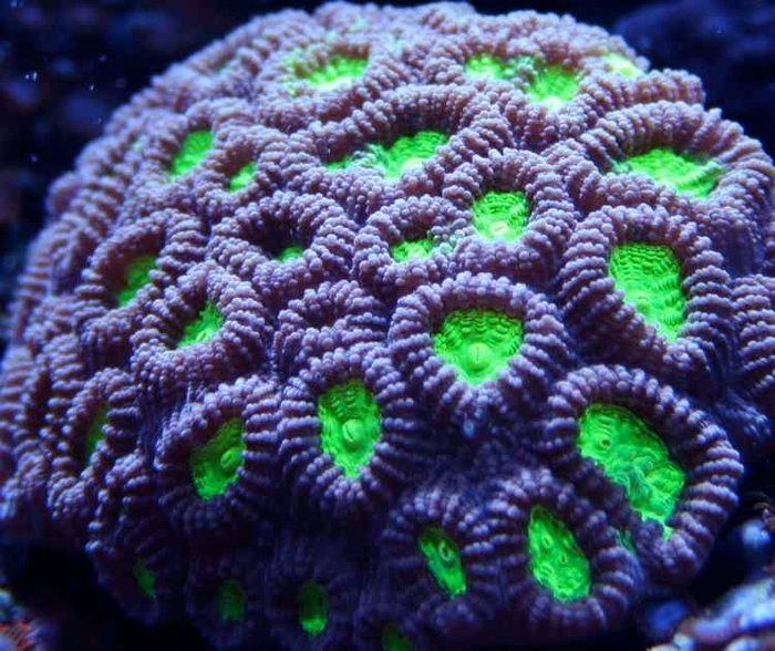Удивительный мир кораллового рифа, близ берегов Австралии, фото № 8